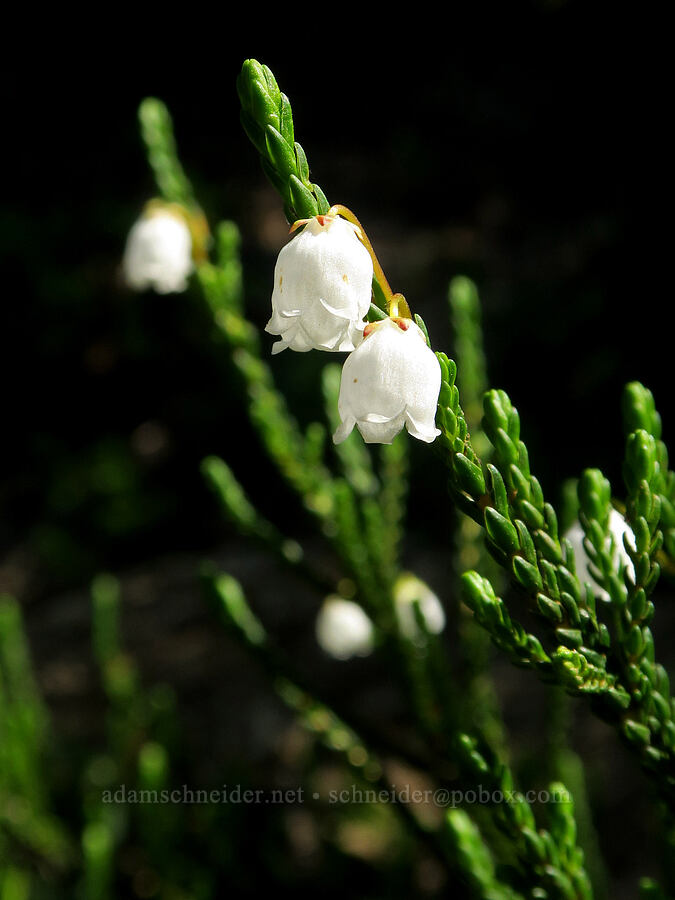 white mountain heather (Cassiope mertensiana) [Pacific Crest Trail, Okanogan-Wenatchee National Forest, Yakima County, Washington]