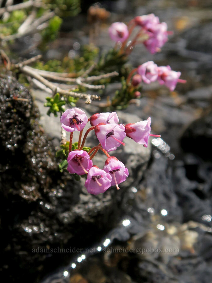 pink mountain heather (Phyllodoce empetriformis) [Glacier Creek, Three Sisters Wilderness, Lane County, Oregon]