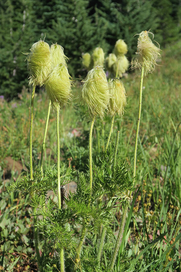 western pasqueflower seed heads (Anemone occidentalis (Pulsatilla occidentalis)) [Obsidian Trail, Three Sisters Wilderness, Lane County, Oregon]