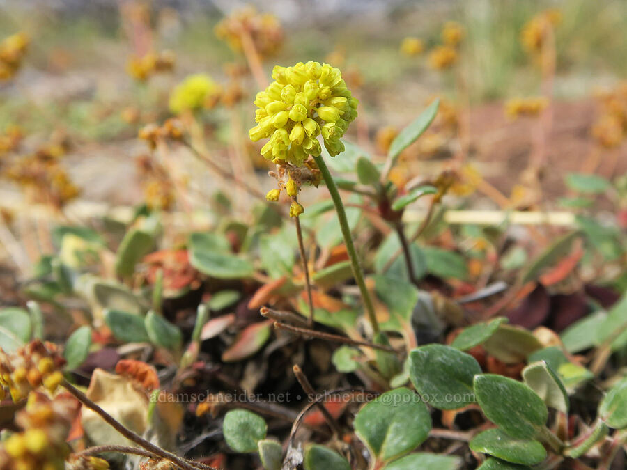 marum-leaf buckwheat (Eriogonum marifolium) [Three Creek Meadow Trail, Deschutes National Forest, Deschutes County, Oregon]