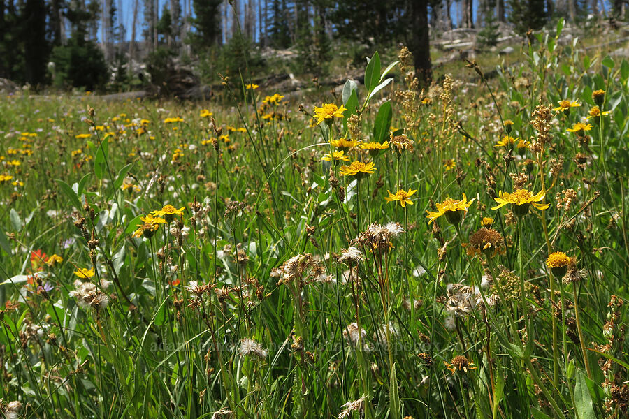 late summer wildflowers [Three Creek Meadow Trail, Deschutes National Forest, Deschutes County, Oregon]