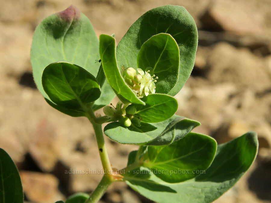 Davis' knotweed (Aconogonon davisiae (Koenigia davisiae) (Polygonum newberryi)) [Denman Peak, Mt. Rainier National Park, Lewis County, Washington]