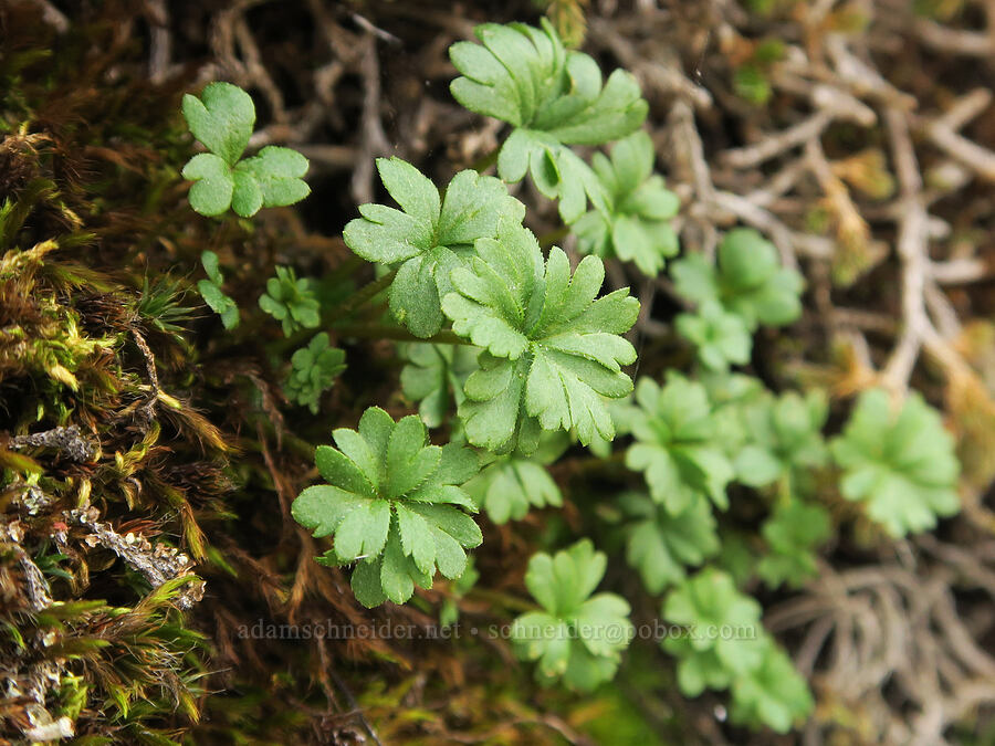 prairie star leaves (Lithophragma glabrum) [The Labyrinth, Gifford Pinchot National Forest, Klickitat County, Washington]