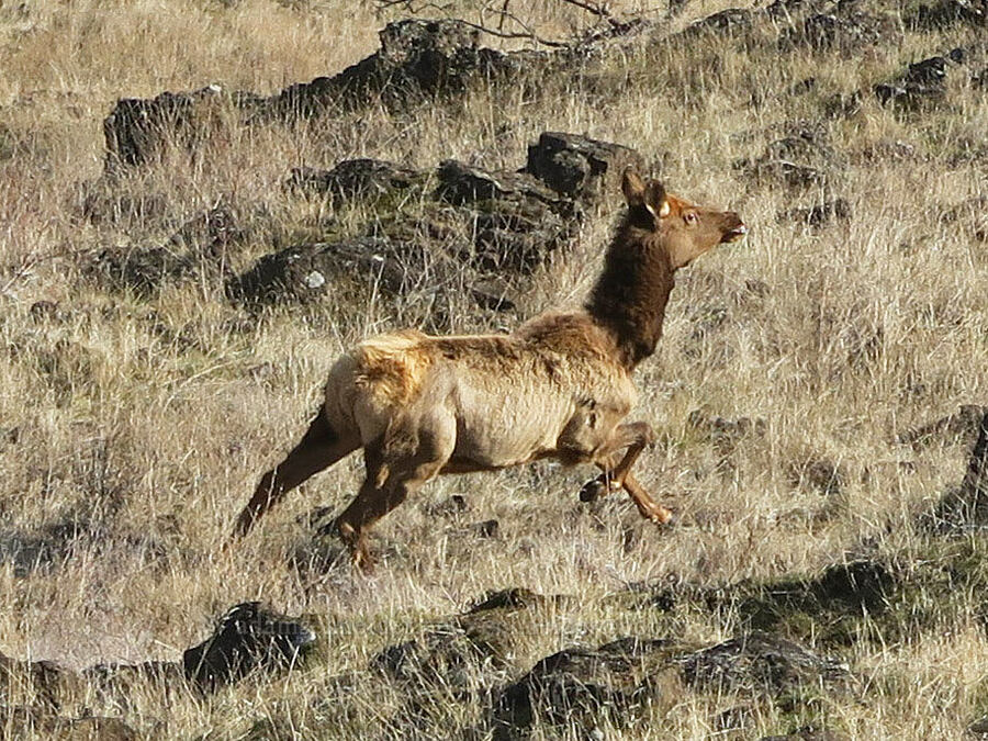elk (Cervus canadensis) [Mt. Ulka Preserve, Wasco County, Oregon]
