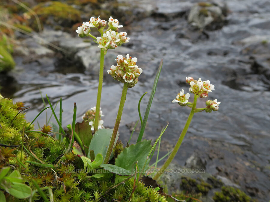 rusty-hair saxifrage (Micranthes rufidula (Saxifraga occidentalis ssp. rufidula)) [Catherine Creek, Gifford Pinchot National Forest, Klickitat County, Washington]