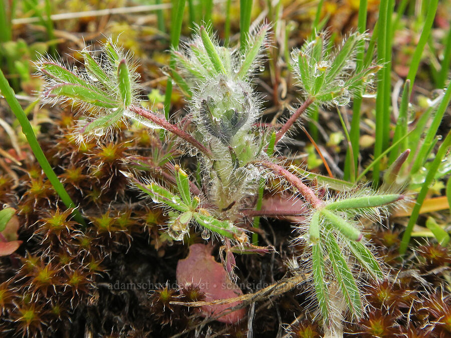 miniature lupine (Lupinus bicolor) [Catherine Creek, Gifford Pinchot National Forest, Klickitat County, Washington]