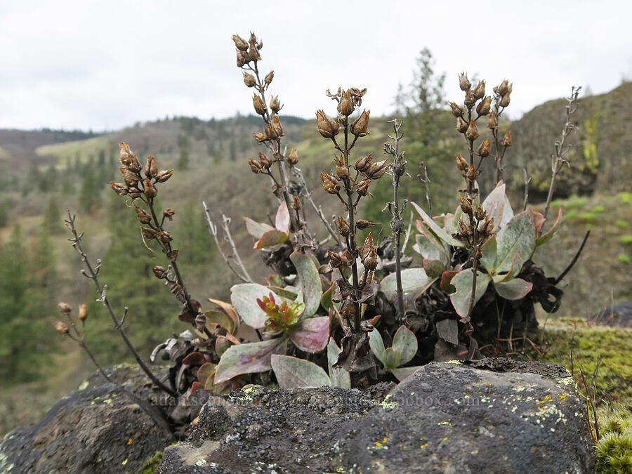 Barrett's penstemon leaves & seed pods (Penstemon barrettiae) [Rowland Wall, Gifford Pinchot National Forest, Klickitat County, Washington]