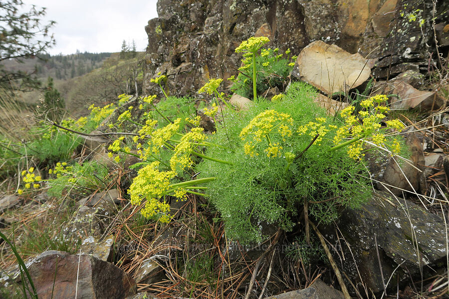 Klickitat desert parsley (Lomatium klickitatense (Lomatium grayi)) [Rowland Wall, Gifford Pinchot National Forest, Klickitat County, Washington]