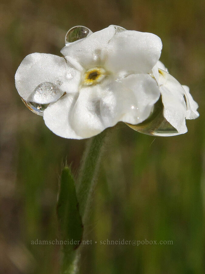 slender popcorn flower (Plagiobothrys tenellus) [Rowland Wall, Gifford Pinchot National Forest, Klickitat County, Washington]