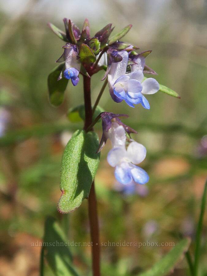 small-flowered blue-eyed-Mary (Collinsia parviflora) [Rowland Wall, Gifford Pinchot National Forest, Klickitat County, Washington]