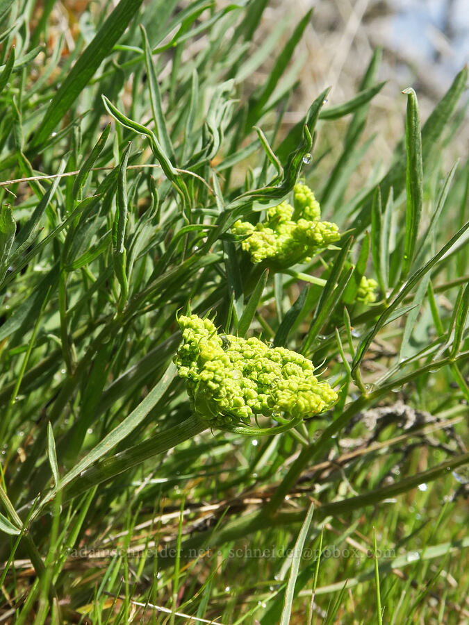 nine-leaf desert parsley (Lomatium brevifolium (Lomatium triternatum var. brevifolium)) [Rowland Wall, Gifford Pinchot National Forest, Klickitat County, Washington]