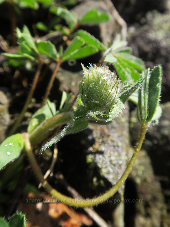 big-head clover, budding (Trifolium macrocephalum) [Rowland Wall, Gifford Pinchot National Forest, Klickitat County, Washington]