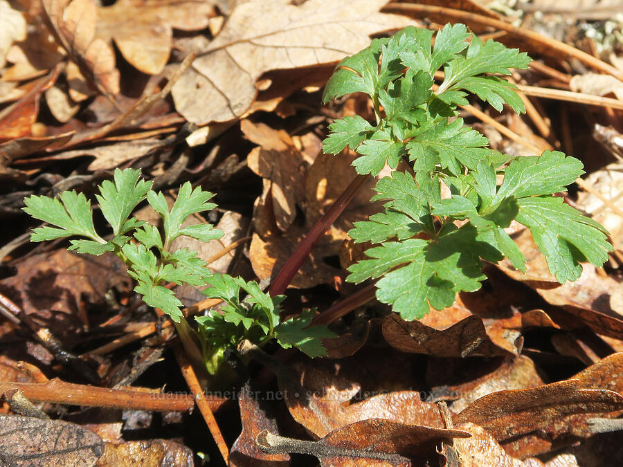 northern sanicle leaves (Sanicula graveolens) [Rowland Basin, Gifford Pinchot National Forest, Klickitat County, Washington]