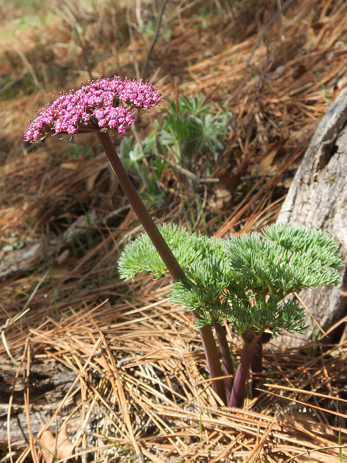 Columbia desert parsley (Lomatium columbianum) [Rowland Basin, Gifford Pinchot National Forest, Klickitat County, Washington]