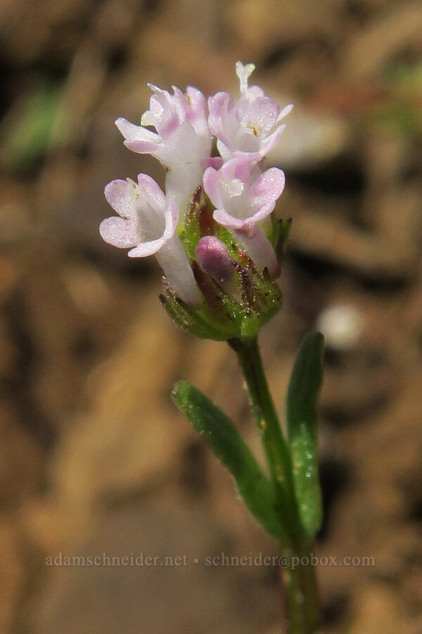pinkish white plectritis (Plectritis macrocera) [Rowland Basin, Gifford Pinchot National Forest, Klickitat County, Washington]