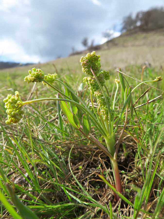 bare-stem desert parsley (Lomatium nudicaule) [Rowland Basin, Gifford Pinchot National Forest, Klickitat County, Washington]