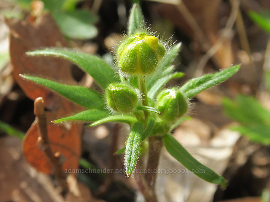 western buttercup, budding (Ranunculus occidentalis) [Rowland Basin, Gifford Pinchot National Forest, Klickitat County, Washington]
