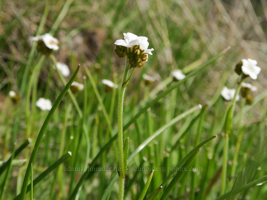slender popcorn flower (Plagiobothrys tenellus) [Rowland Basin, Gifford Pinchot National Forest, Klickitat County, Washington]