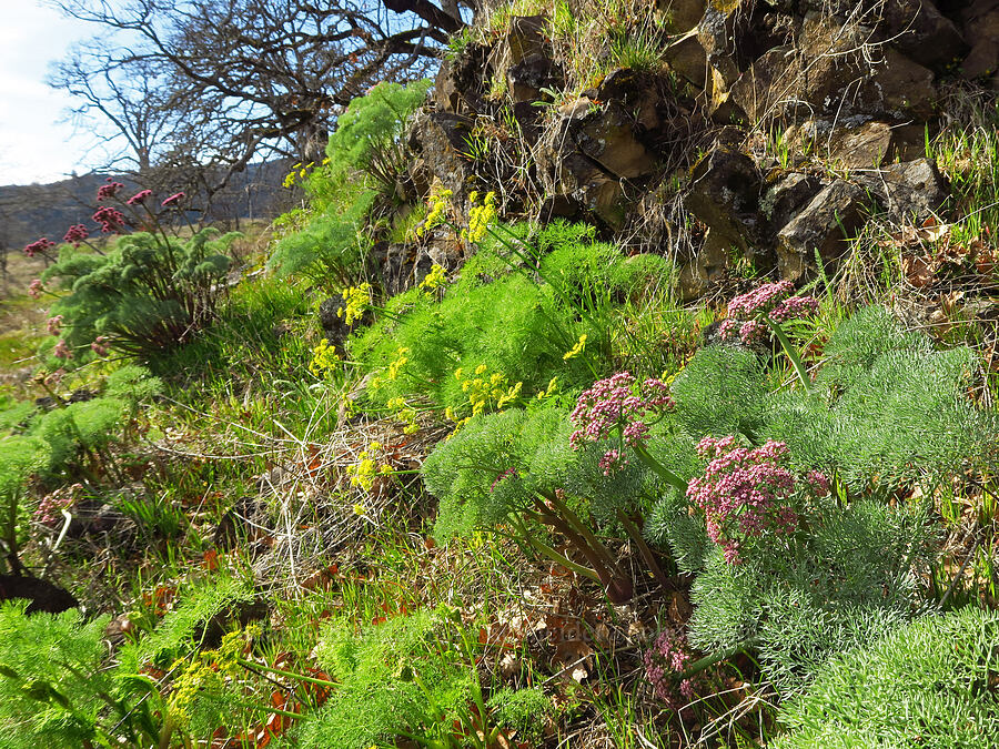 Columbia & Klickitat desert parsleys (Lomatium columbianum, Lomatium klickitatense (Lomatium grayi)) [Rowland Basin, Gifford Pinchot National Forest, Klickitat County, Washington]