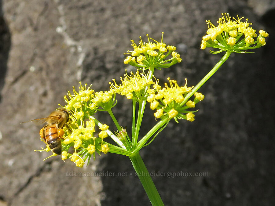 honey bee on Klickitat desert parsley (Apis mellifera, Lomatium klickitatense (Lomatium grayi)) [base of Rowland Wall, Gifford Pinchot National Forest, Klickitat County, Washington]