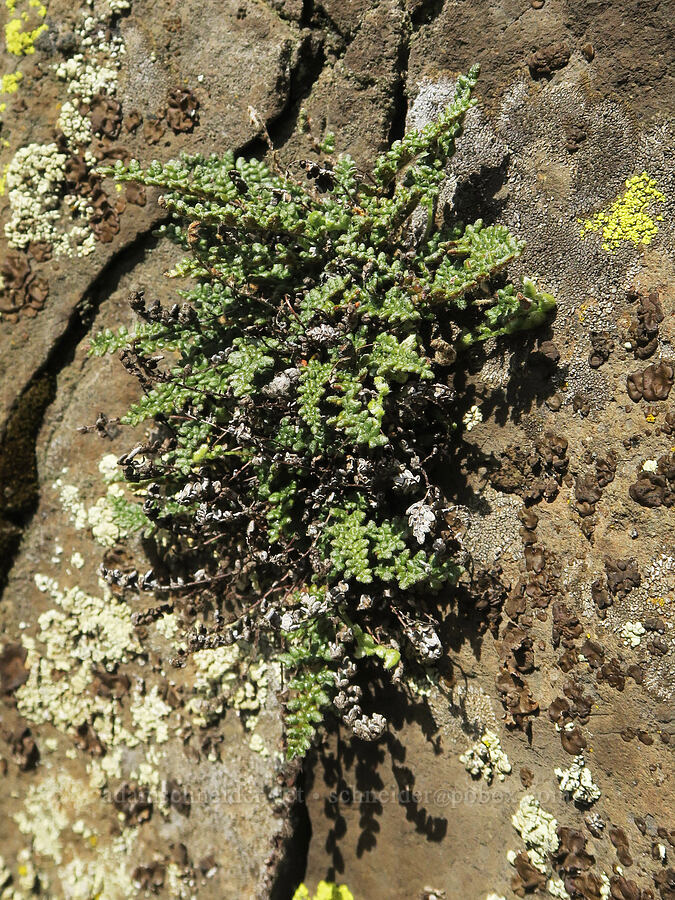 lace-lip fern (Cheilanthes gracillima (Myriopteris gracillima)) [base of Rowland Wall, Gifford Pinchot National Forest, Klickitat County, Washington]