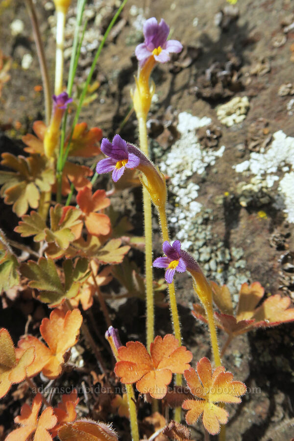 naked broomrape (Aphyllon purpureum (Orobanche uniflora)) [base of Rowland Wall, Gifford Pinchot National Forest, Klickitat County, Washington]
