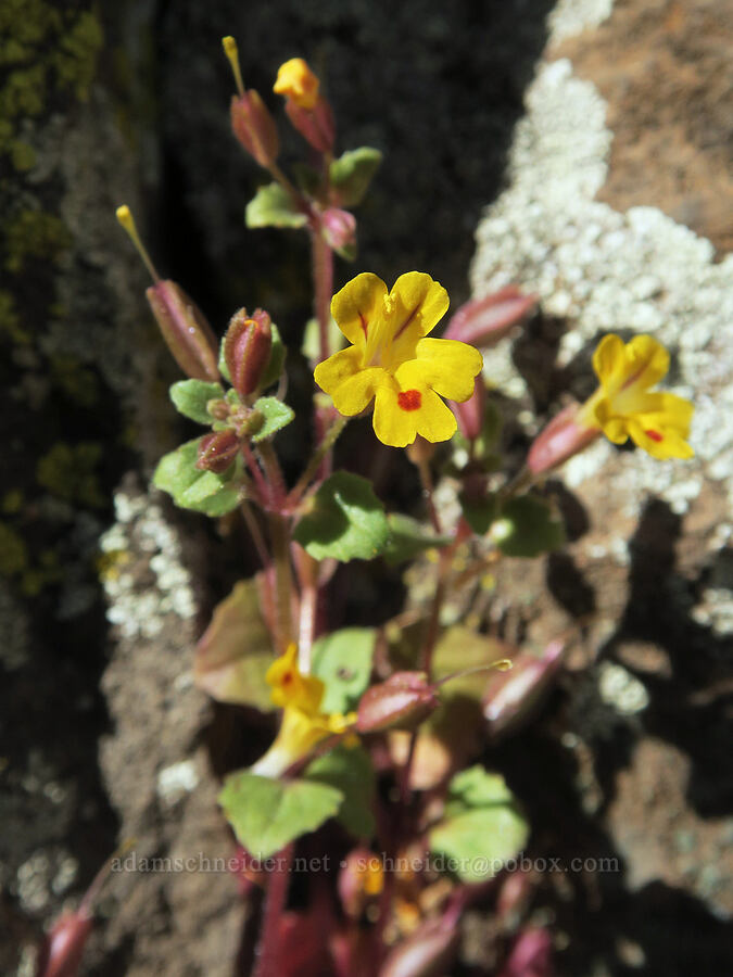 chickweed monkeyflower (Erythranthe alsinoides (Mimulus alsinoides)) [base of Rowland Wall, Gifford Pinchot National Forest, Klickitat County, Washington]
