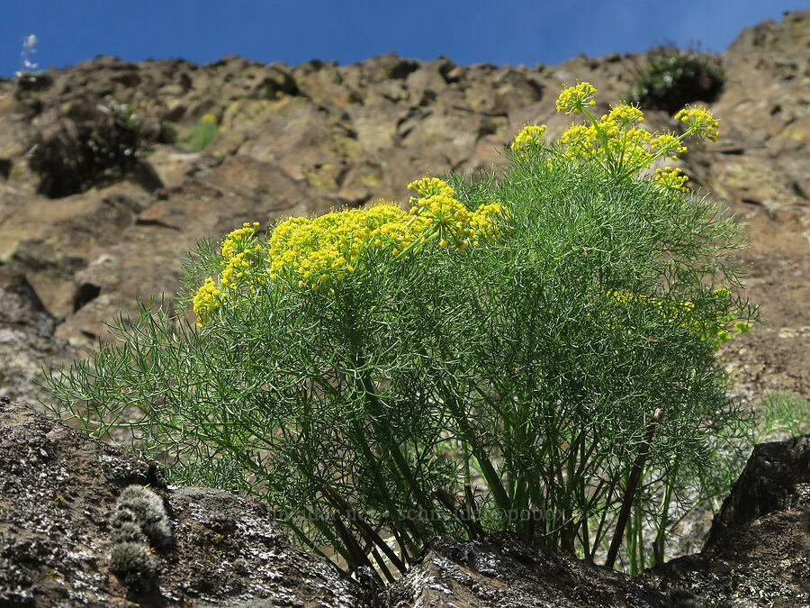 Klickitat desert parsley (Lomatium klickitatense (Lomatium grayi)) [base of Rowland Wall, Gifford Pinchot National Forest, Klickitat County, Washington]