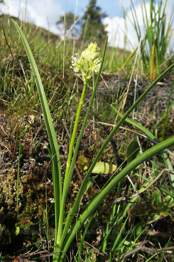 death-camas (Toxicoscordion venenosum (Zigadenus venenosus)) [Catherine Creek, Gifford Pinchot National Forest, Klickitat County, Washington]