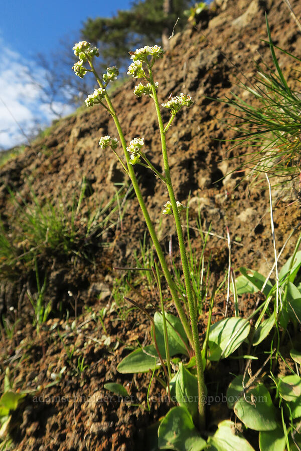 brittle-leaf saxifrage (Micranthes fragosa (Saxifraga integrifolia var. claytoniifolia)) [Highway 14, Klickitat County, Washington]