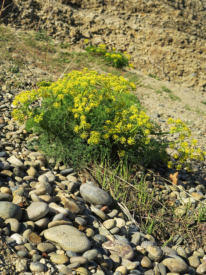 Klickitat desert parsley (Lomatium klickitatense (Lomatium grayi)) [Highway 14, Skamania County, Washington]