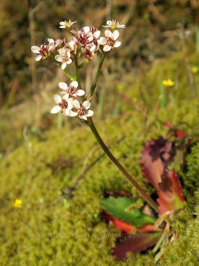 rusty-hair saxifrage (Micranthes rufidula (Saxifraga occidentalis ssp. rufidula)) [Highway 14, Skamania County, Washington]