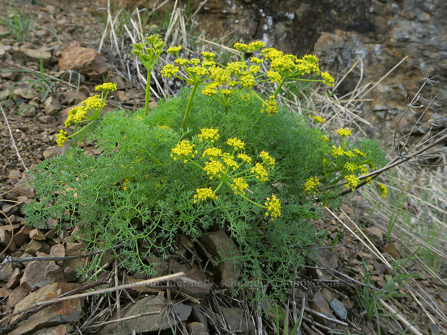 pungent desert parsley (Lomatium papilioniferum (Lomatium grayi)) [Highway 14, Gifford Pinchot National Forest, Skamania County, Washington]