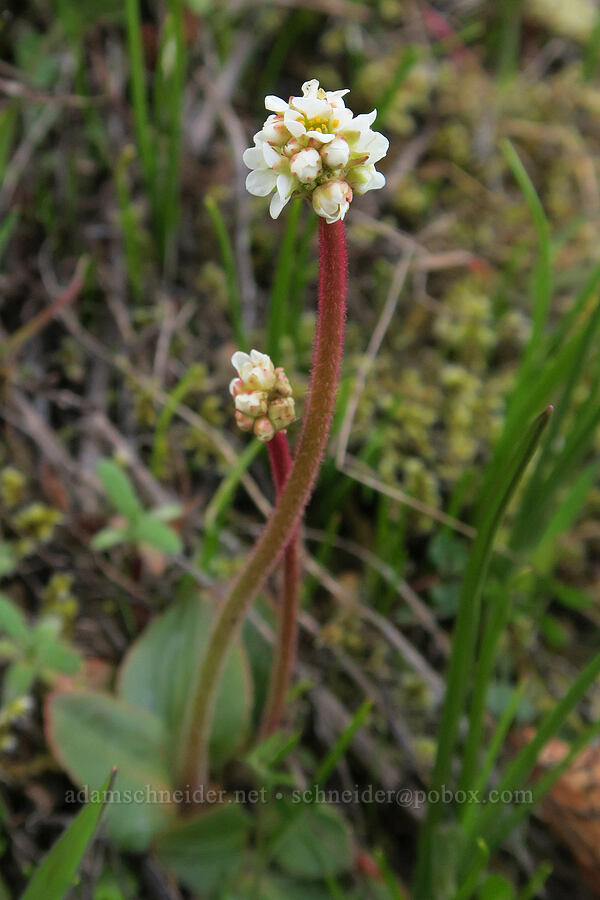whole-leaf saxifrage (Micranthes integrifolia (Saxifraga integrifolia)) [Great Camas Patch, Skamania County, Washington]