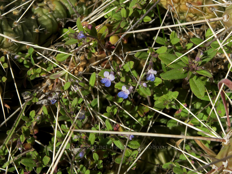 small-flowered blue-eyed-Mary & cactus (Collinsia parviflora, Opuntia x columbiana (Opuntia columbiana)) [Seufert County Park, The Dalles, Wasco County, Oregon]