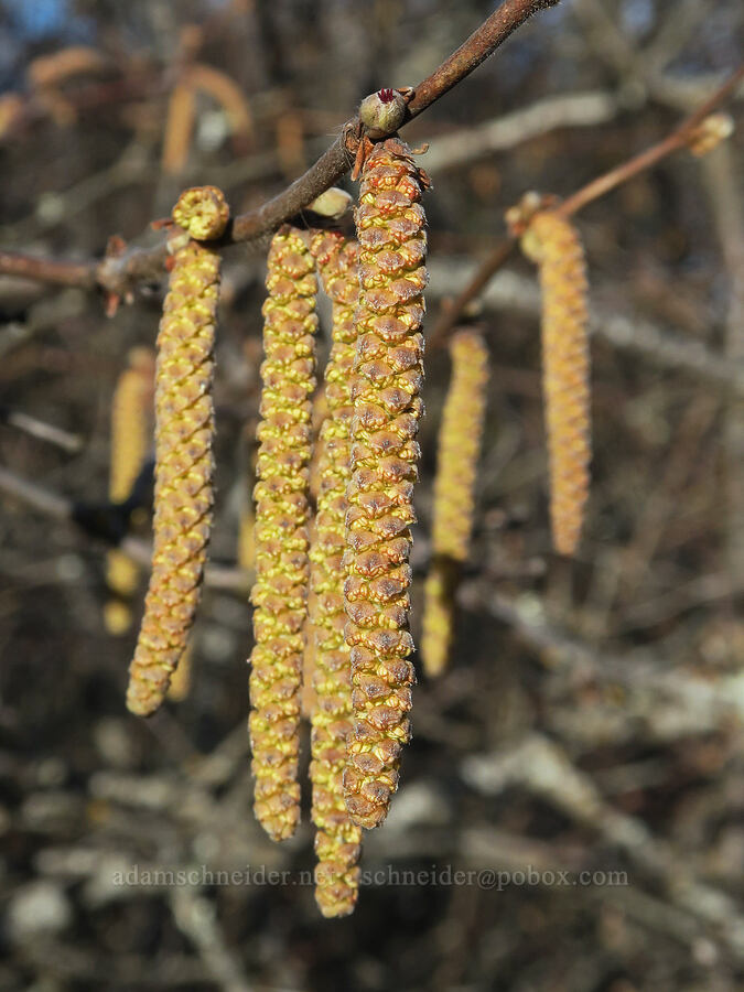 California hazelnut catkins (Corylus cornuta var. californica (Corylus californica)) [Mosier Plateau, Mosier, Wasco County, Oregon]