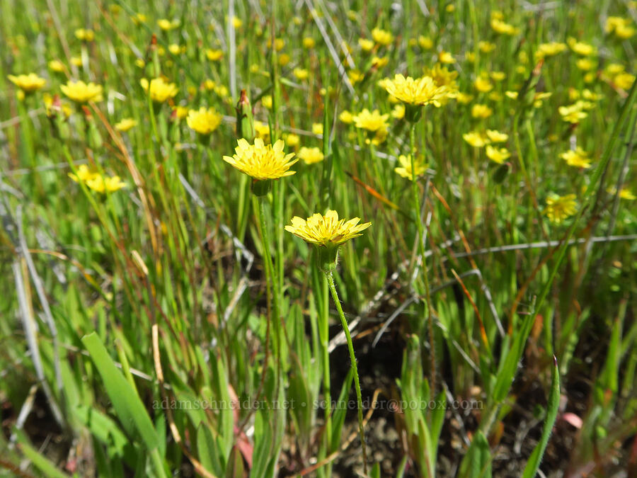 annual agoseris (Agoseris heterophylla) [BLM Bear Creek Ranch, Colusa County, California]