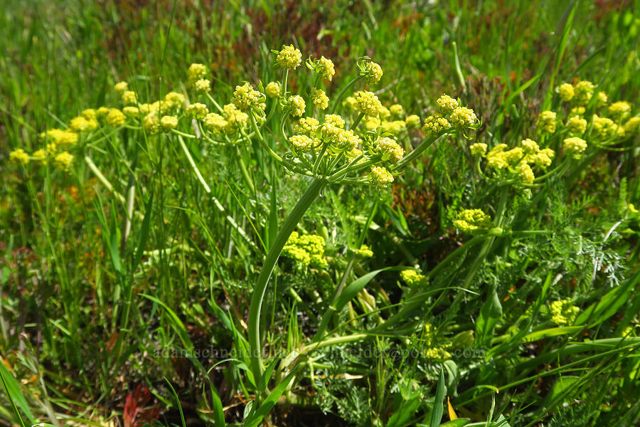spring-gold desert parsley (Lomatium utriculatum) [BLM Bear Creek Ranch, Colusa County, California]