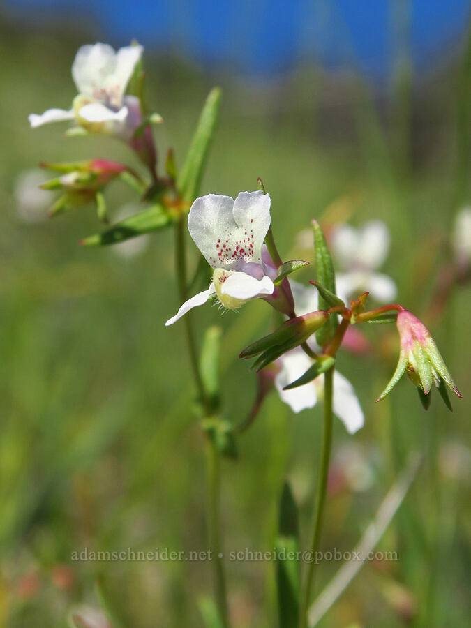 white few-flowered blue-eyed-Mary (Collinsia sparsiflora var. sparsiflora) [BLM Bear Creek Ranch, Colusa County, California]