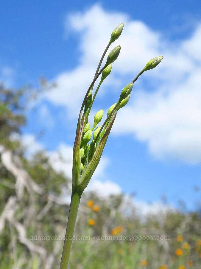Ithuriel's spear, budding (Triteleia laxa (Brodiaea laxa)) [BLM Bear Creek Ranch, Colusa County, California]