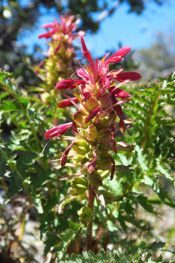 warrior's plume lousewort (Pedicularis densiflora) [BLM Bear Creek Ranch, Colusa County, California]