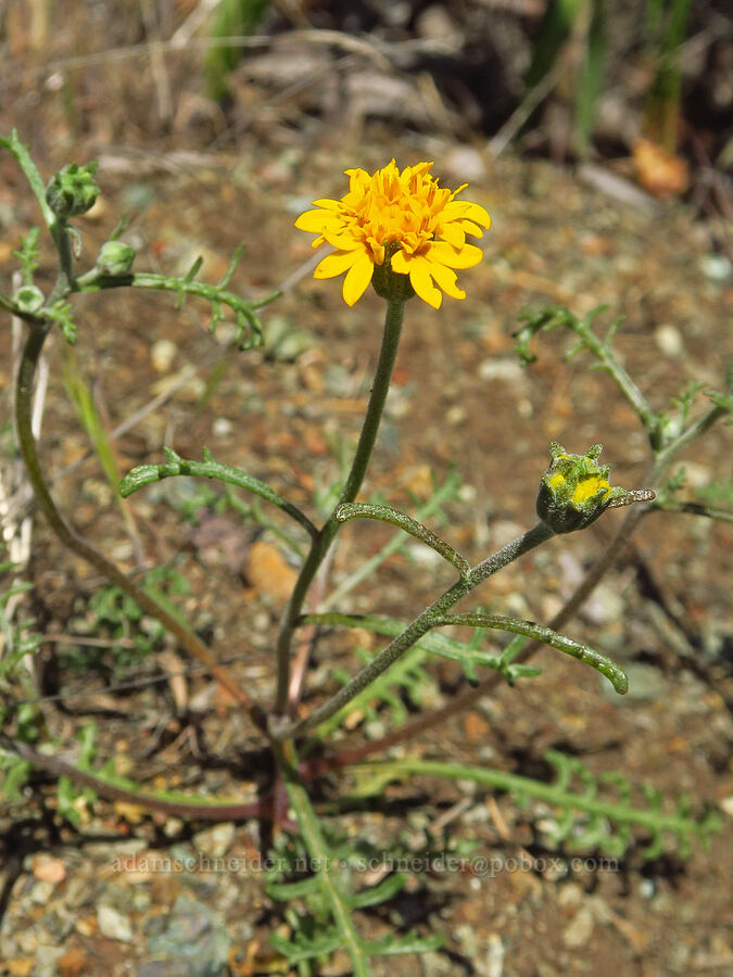 yellow pincushion (Chaenactis glabriuscula) [BLM Bear Creek Ranch, Colusa County, California]