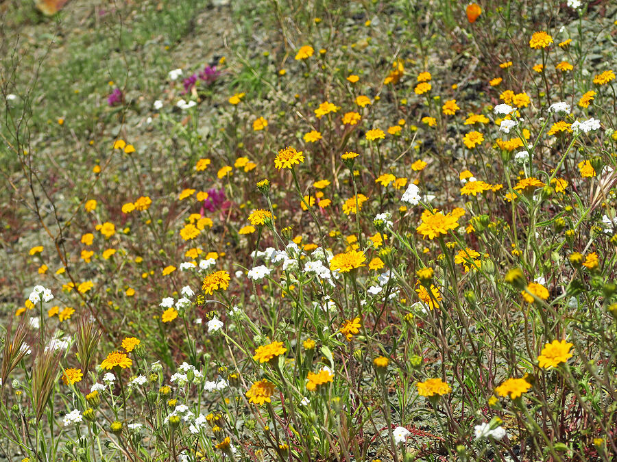 yellow pincushion & popcorn flower (Chaenactis glabriuscula, Plagiobothrys sp.) [BLM Bear Creek Ranch, Colusa County, California]