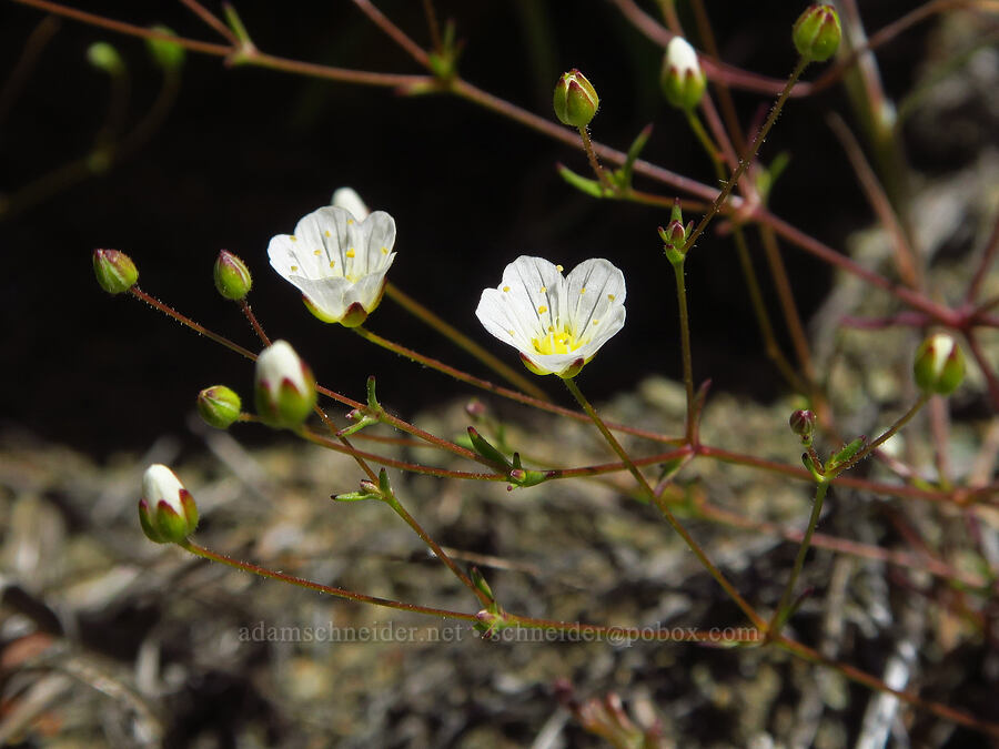 Douglas' stitchwort (Minuartia douglasii (Sabulina douglasii) (Arenaria douglasii)) [BLM Bear Creek Ranch, Colusa County, California]