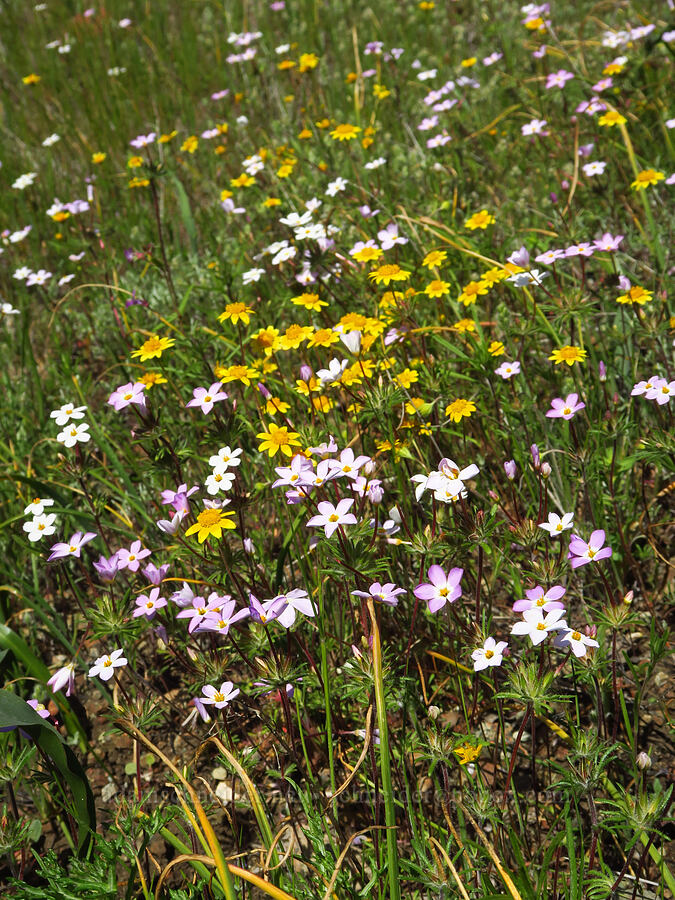 baby-stars & goldfields (Leptosiphon bicolor (Linanthus bicolor), Lasthenia sp.) [BLM Bear Creek Ranch, Colusa County, California]