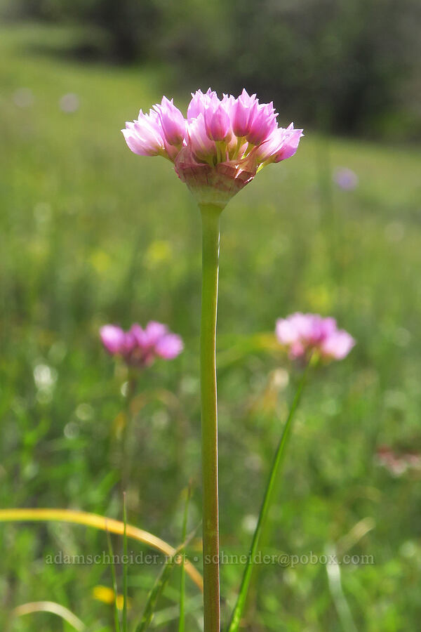 jeweled onion (Allium serra) [BLM Bear Creek Ranch, Colusa County, California]