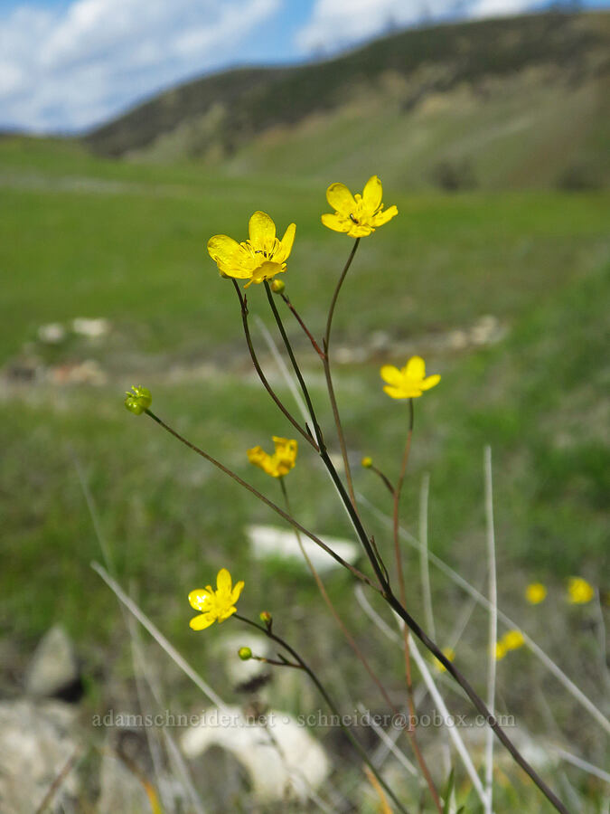 western buttercups (Ranunculus occidentalis) [BLM Bear Creek Ranch, Colusa County, California]