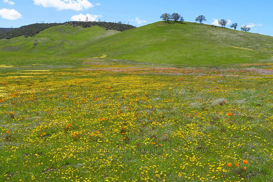 wildflowers (Eschscholzia californica, Lasthenia sp., Gilia tricolor, Layia fremontii, Leontodon saxatilis) [BLM Bear Creek Ranch, Colusa County, California]