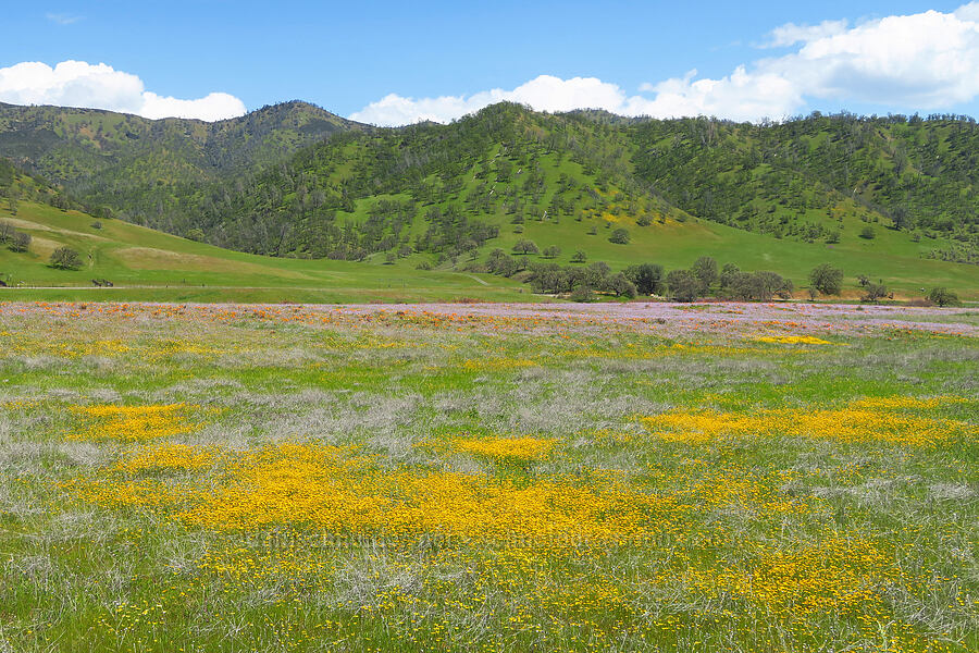 wildflowers (Lasthenia sp., Eschscholzia californica, Gilia tricolor) [BLM Bear Creek Ranch, Colusa County, California]