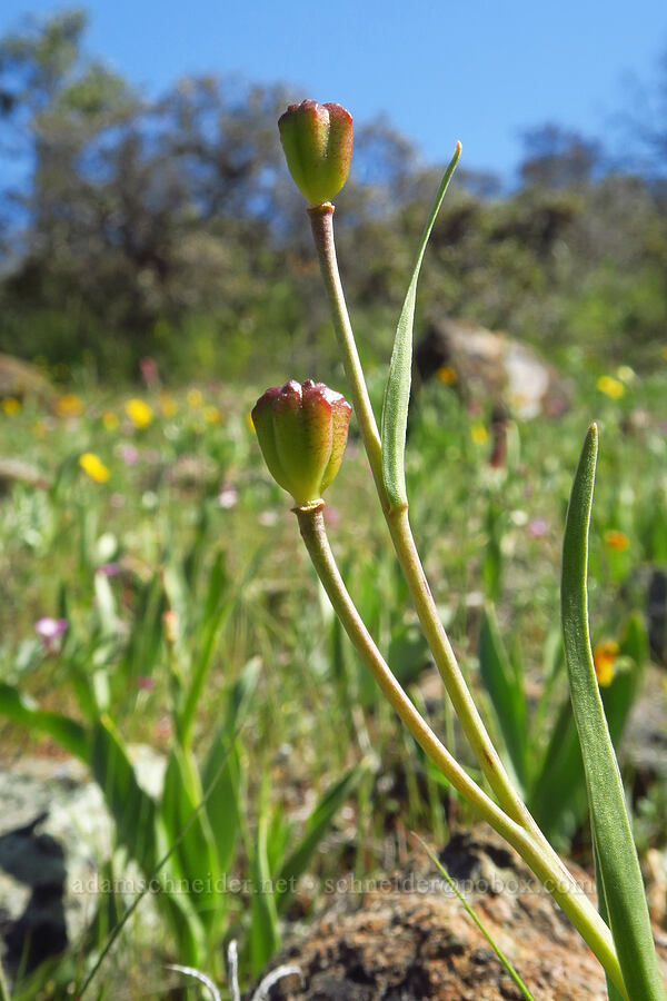 adobe lily seed capsules (Fritillaria pluriflora) [Destanella Flat, Colusa County, California]
